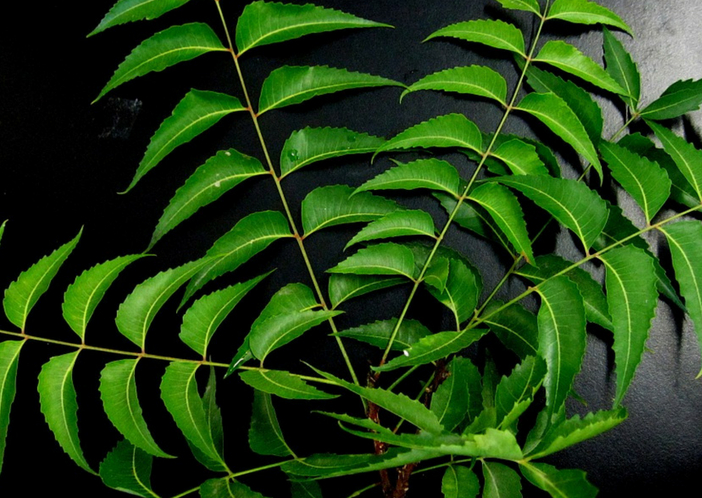 neem leaves