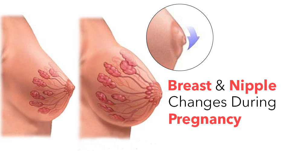 Surprising Changes In Breasts And Nipples During Pregnancy-8066