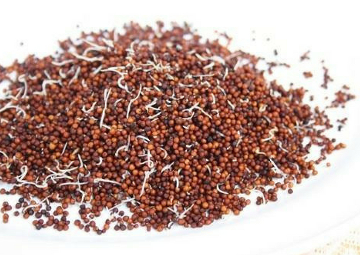sprouted ragi