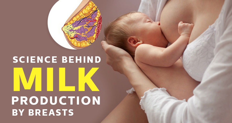 Science behind milk production by breasts (videos included)